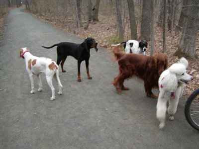 Kuba checking out a lady friend. The two pointers and the coonhound wait patiently...