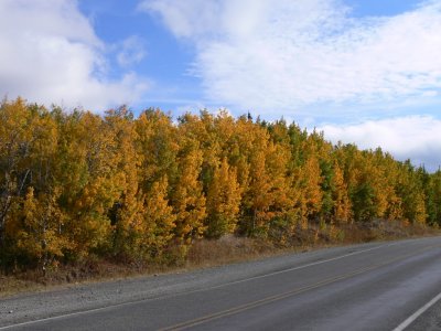 Aspens on the road to Many Glacier