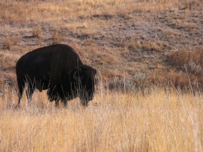 Montana - National Bison Range