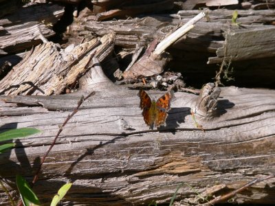 Butterfly on the shore of the Avalanche Lake. Glacier NP