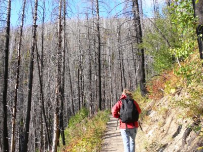 Trail at the Loop, forest burned in 2003 fire
