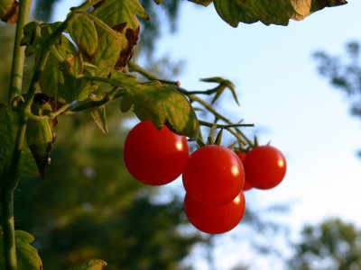 Cherry-tomatoes.jpg