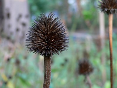 Echinacea seeds