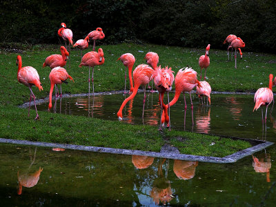2006-11-20 Flamingo