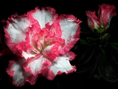2006-11-21 Flower