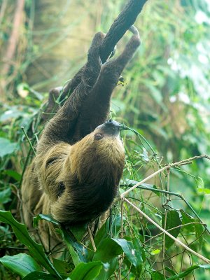 Choloepus didactylus - totet dovendyr