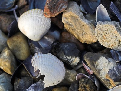 2007-03-17 Stones and shells