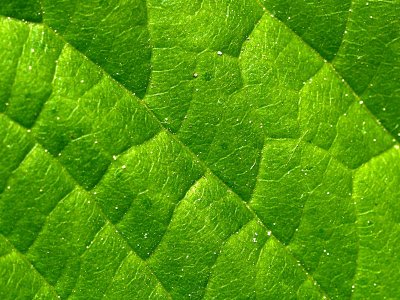 2007-05-02 Green leaf 2