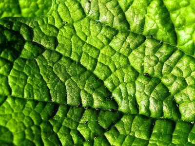 Green leaf 3