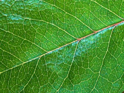 Green leaf 5