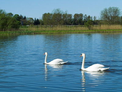 2007-05-04 Swans