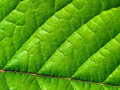 Green leaf 7
