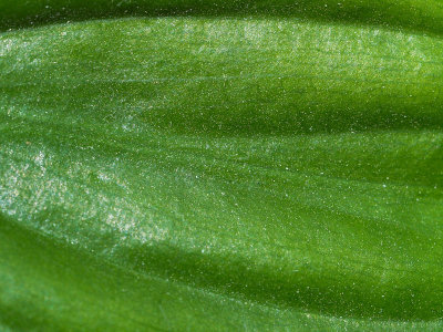 Green Leaf 8