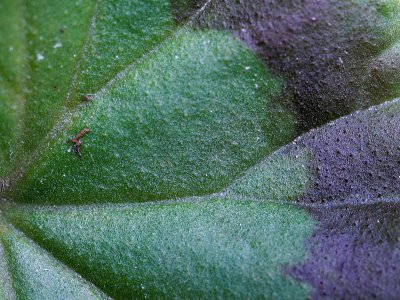 Green leaf 9