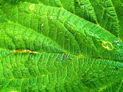 Green leaf 12