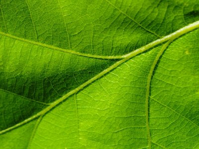 Green leaf 13
