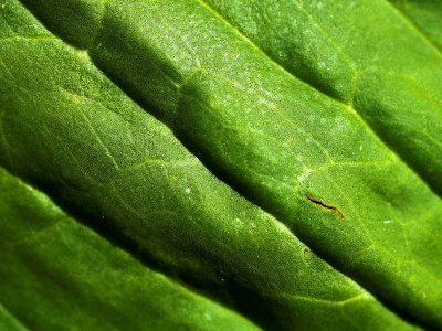 Green leaf 14