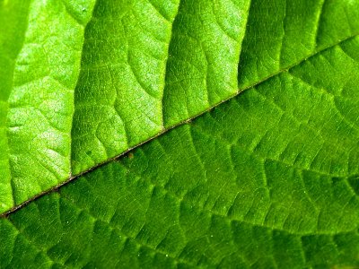 Green leaf 15