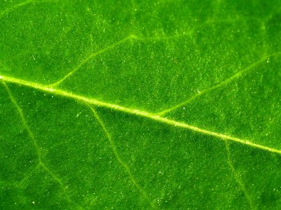 Green leaf 16