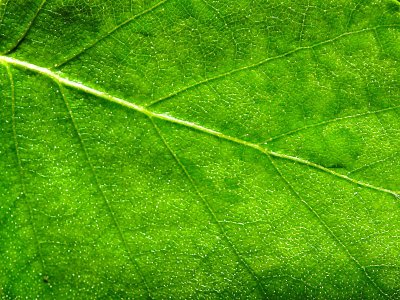 Green leaf 17