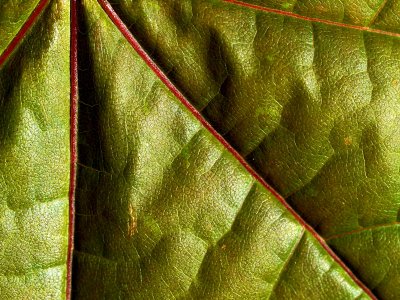 Green leaf 18