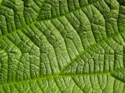 Green leaf 19