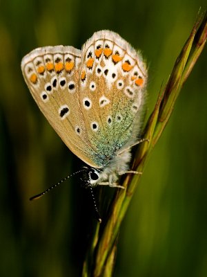 Butterfly on straw