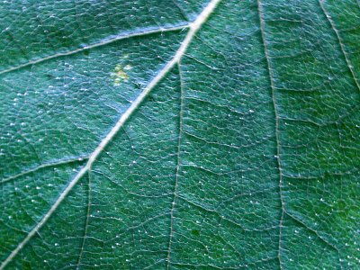 Green Leaf 30
