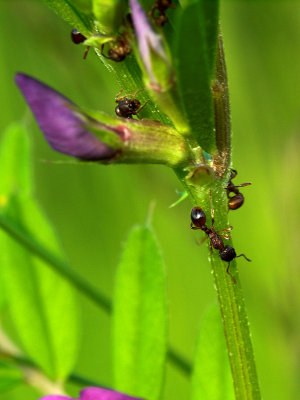 2007-05-30 Ant on flower