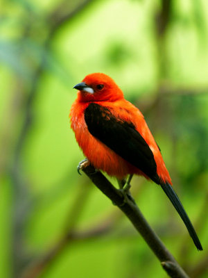 Red bird