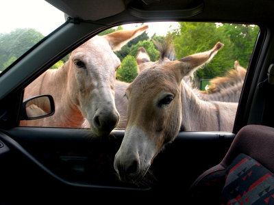 2007-07-21 Donkeys almost in car