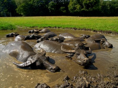 Waterbuffalos