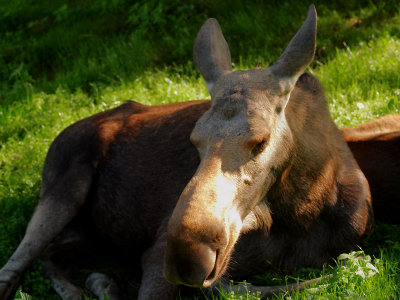 2007-08-05 Moose