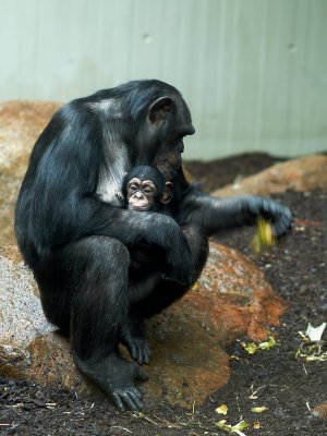 2007-09-24 Chimpanse