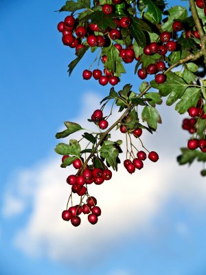 2007-09-29 Red berries and blue sky