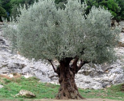 Old Olive Tree.jpg
