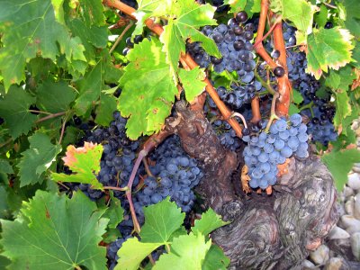 Old Vine Grapes.jpg