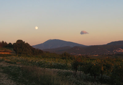 Vineyard Moonrise.jpg
