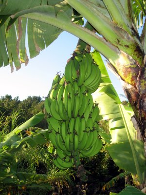 Banana Crop.jpg