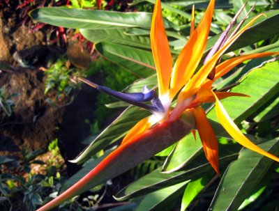 Bird of Paradise.jpg