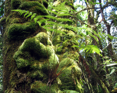 Rainforest Fern.jpg