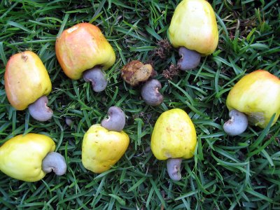 Cashew Fruits and Nuts.jpg