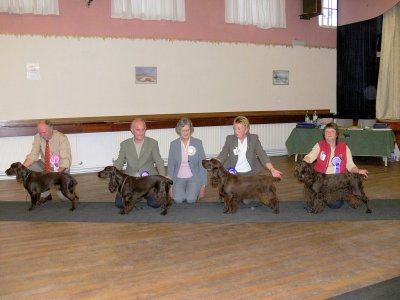 Field Spaniel Society Open Show