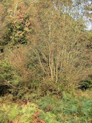 P1020162.JPG