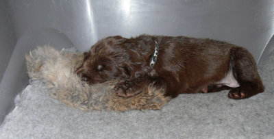 Field Spaniel Pups 4 weeks