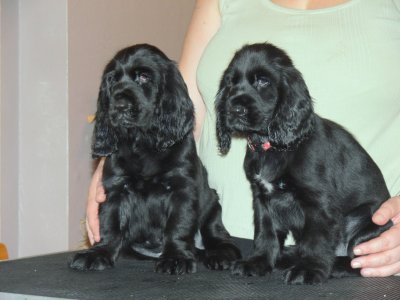 Field Spaniel Pups 7-8 Weeks