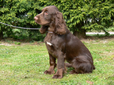 Puppy party048.JPG