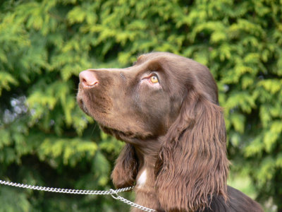 Puppy party049.JPG