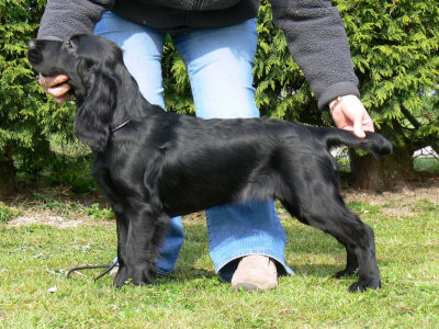 Puppy party026.JPG