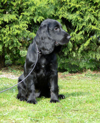 Puppy party032.JPG